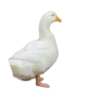 An animated cut-out of a duck